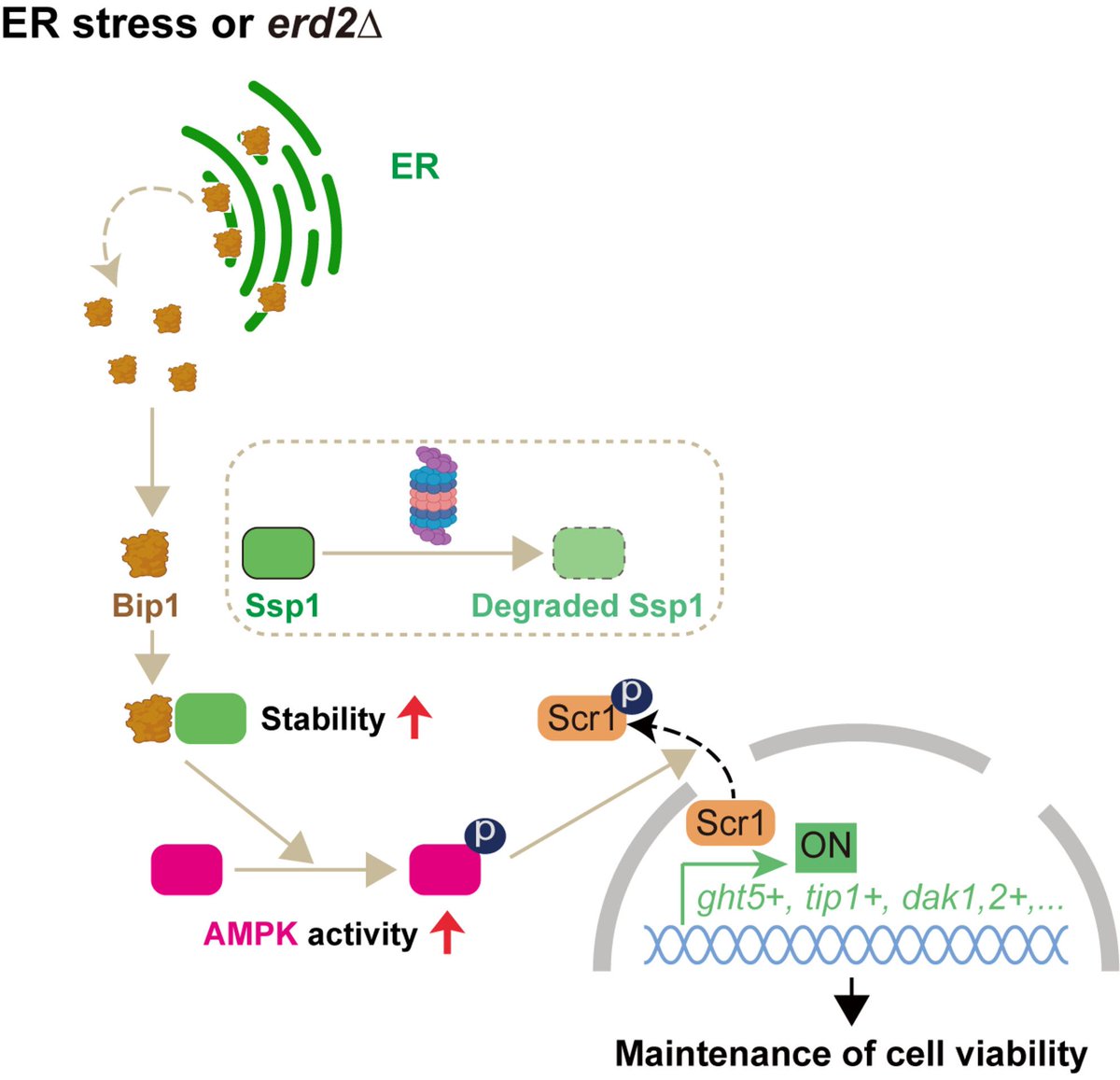 FEBSJournal's tweet photo. 🔦 Featured as an Editor’s Choice article in our Issue 20, this outstanding study reveals a novel link between ER stress and AMPK signalling, showing that ER stress promotes AMPK activation independently of the unfolded protein response.

📕 Bip1 regulates AMPK signaling in response to endoplasmic reticulum stress

📖 The accumulation of misfolded and unfolded proteins within the endoplasmic reticulum (ER) induces stress, which triggers the unfolded protein response. AMP-activated protein kinase (AMPK) is a cellular stress sensor. However, the interplay between AMPK and ER stress remains poorly understood. Using the fission yeast Schizosaccharomyces pombe as a model, we find that ER stress-induced accumulation of Bip1 prevents the degradation of Ssp1, an upstream kinase responsible for activating AMPK. AMPK activation is an adaptive response required to sustain cell viability in cells lacking Erd2, the central component of the ER-resident protein retrieval system. Collectively, our findings demonstrate the role of Erd2 in cellular homeostasis and establish a link between ER stress and AMPK signalling.

✍ Mengdan Zhu, Chuanhai Fu

🏛️ University of Science and Technology of China

Access the article here ➡️ https://t.co/nOa7RdKr45

Check out the insightful Commentary accompanying this article ✍ Erik Snapp here ➡️ https://t.co/8g34ijyeFj

#AMPK #ERstress #UPR #Erd2 #Ssp1 #SPompe