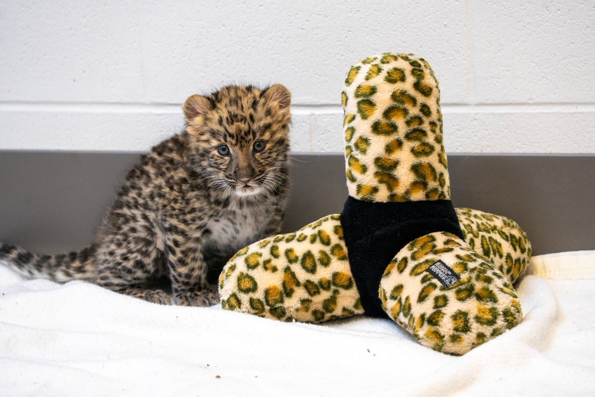 PotawatomiZoo's tweet photo. We have a pretty exciting announcement! A critically endangered male Amur leopard cub was born to mom Anastasia and dad Mango on September 8! https://t.co/lbNEDYgvYm