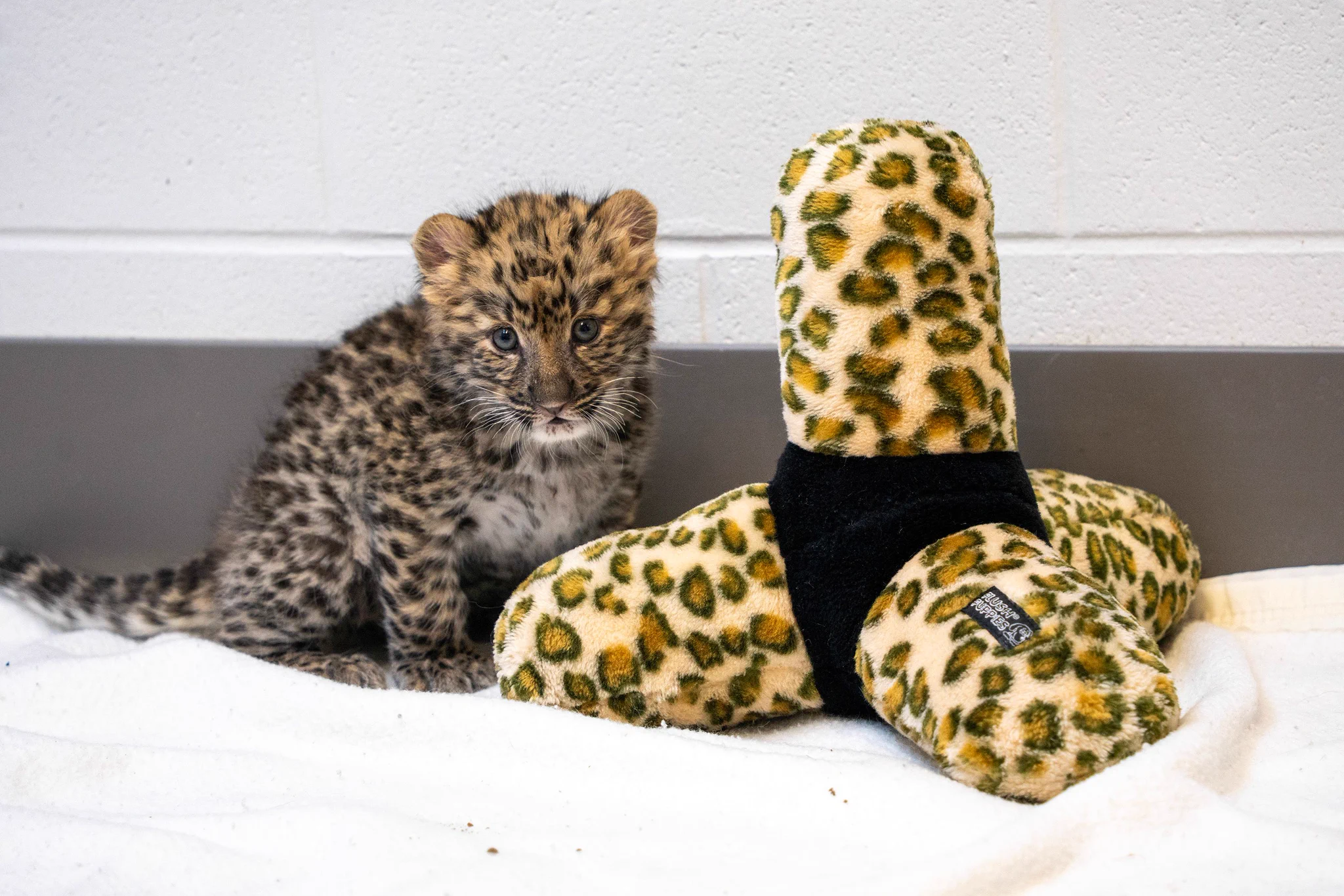 Potawatomi Zoo on X: 