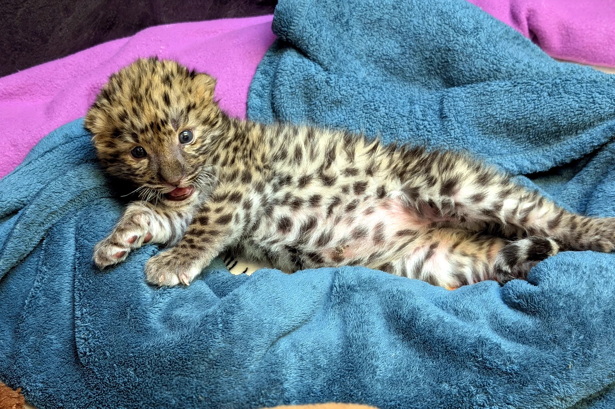 Potawatomi Zoo on X: 