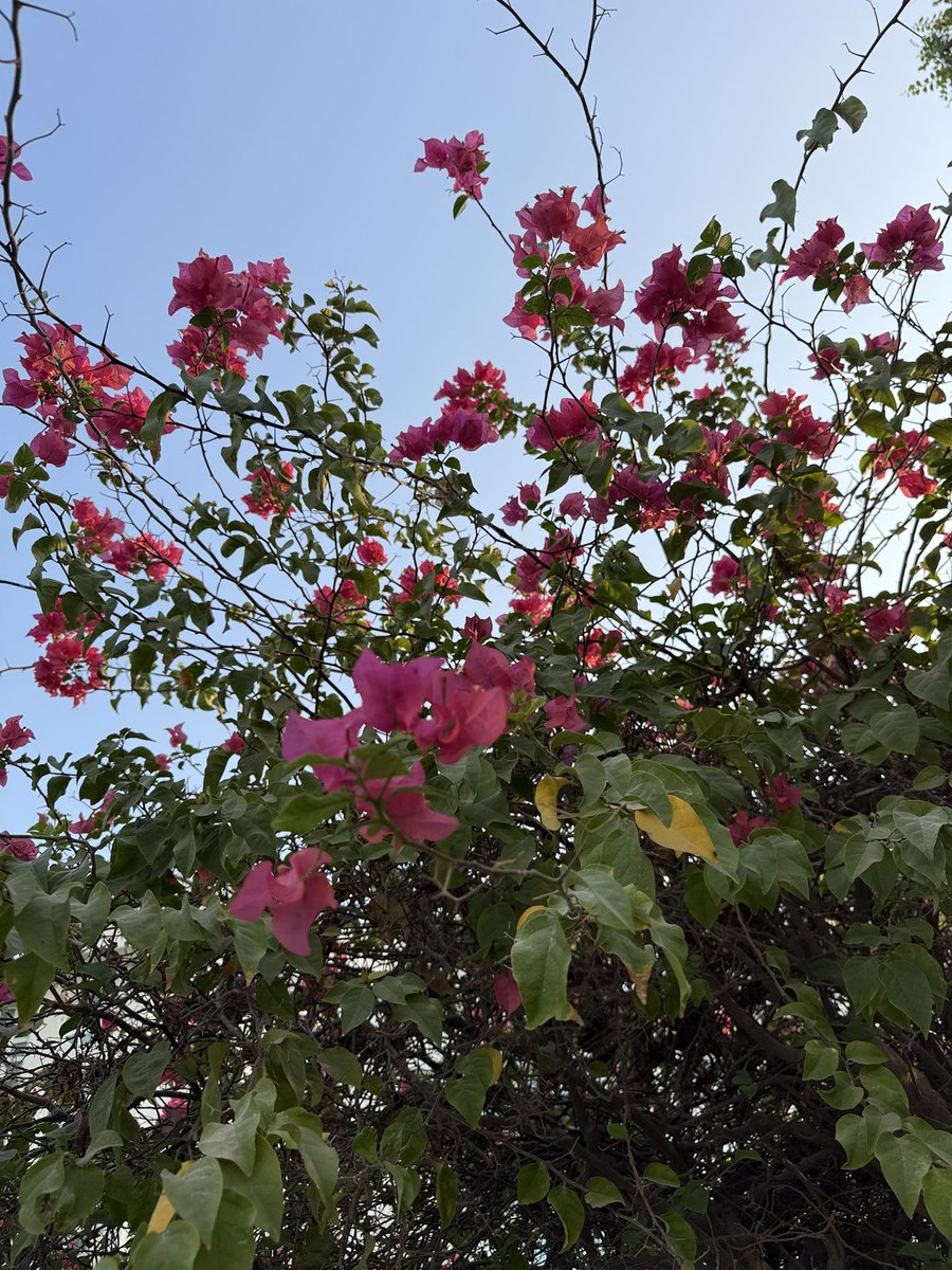 flyingfishbug's tweet photo. 多看植物，有利于良好心情。

有人的地方就有江湖，有江湖就会有争斗。
有争斗就有损害、消耗、焦虑……

看这棵树，它不会因为旁边的树长得更高，就停止生长；

看那朵花，它不会因为别的花开得更艳，就失去绽放的勇气。

它们扎根于自己的土地，
吸收头顶上的阳光和雨露，
按照自己的心意去生长，自由自在。

人活着，也应该学会一点植物的智慧。