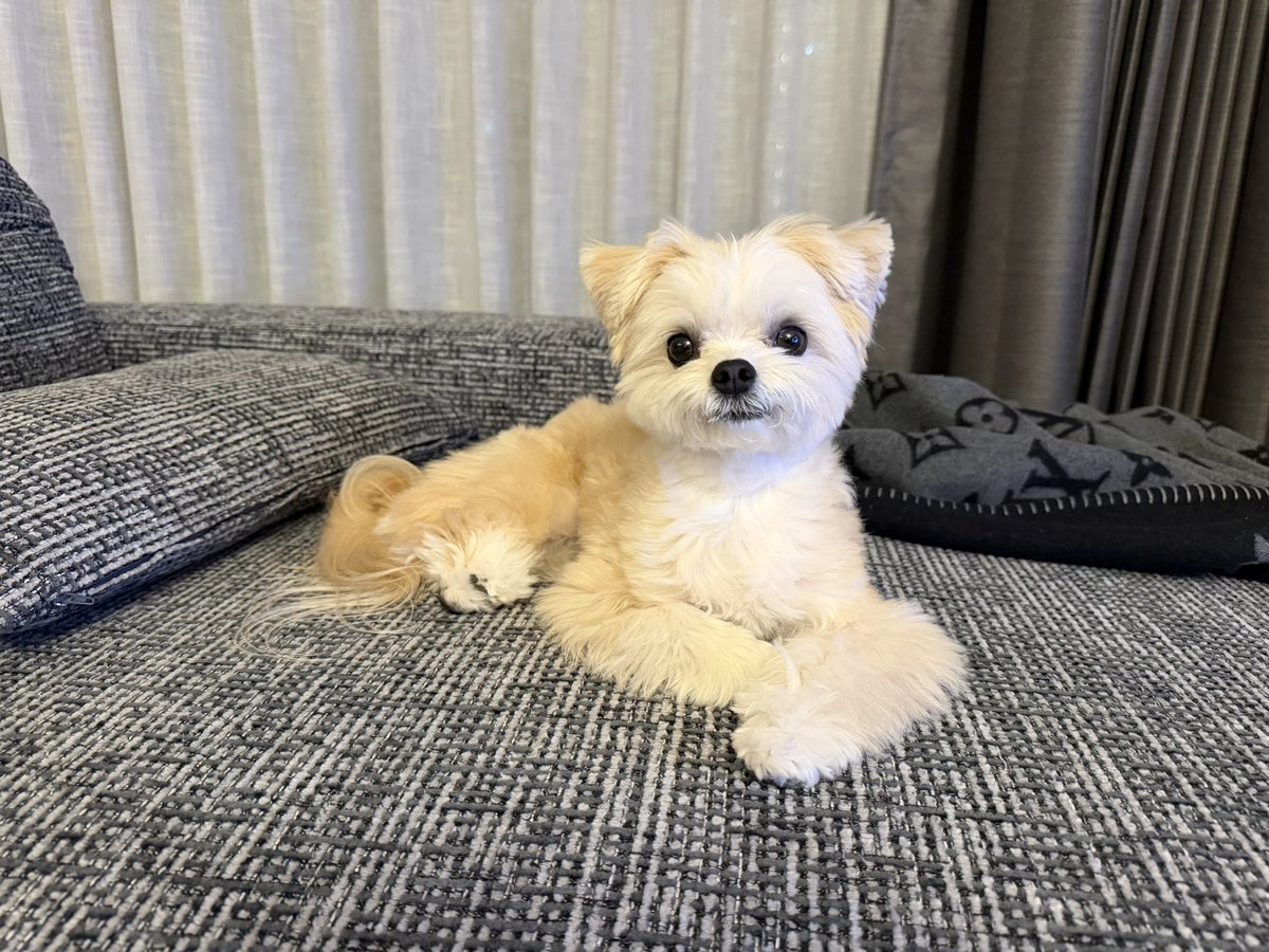 muchi_wanwan's tweet photo. TLがわんちゃんだらけで幸せ🐶🤍この世のわんちゃん🐶全て可愛い♡猫ちゃんも好きです🐱 https://t.co/pk62GVowRA