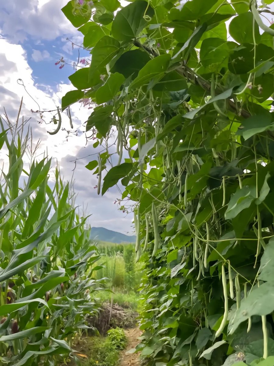RisaHane's tweet photo. マメのサヤが誘う自然の恵み、そびえ立つ山々が大地を守る——心も体も力強く支えてくれる日々に感謝！ https://t.co/gs0nob8eRR