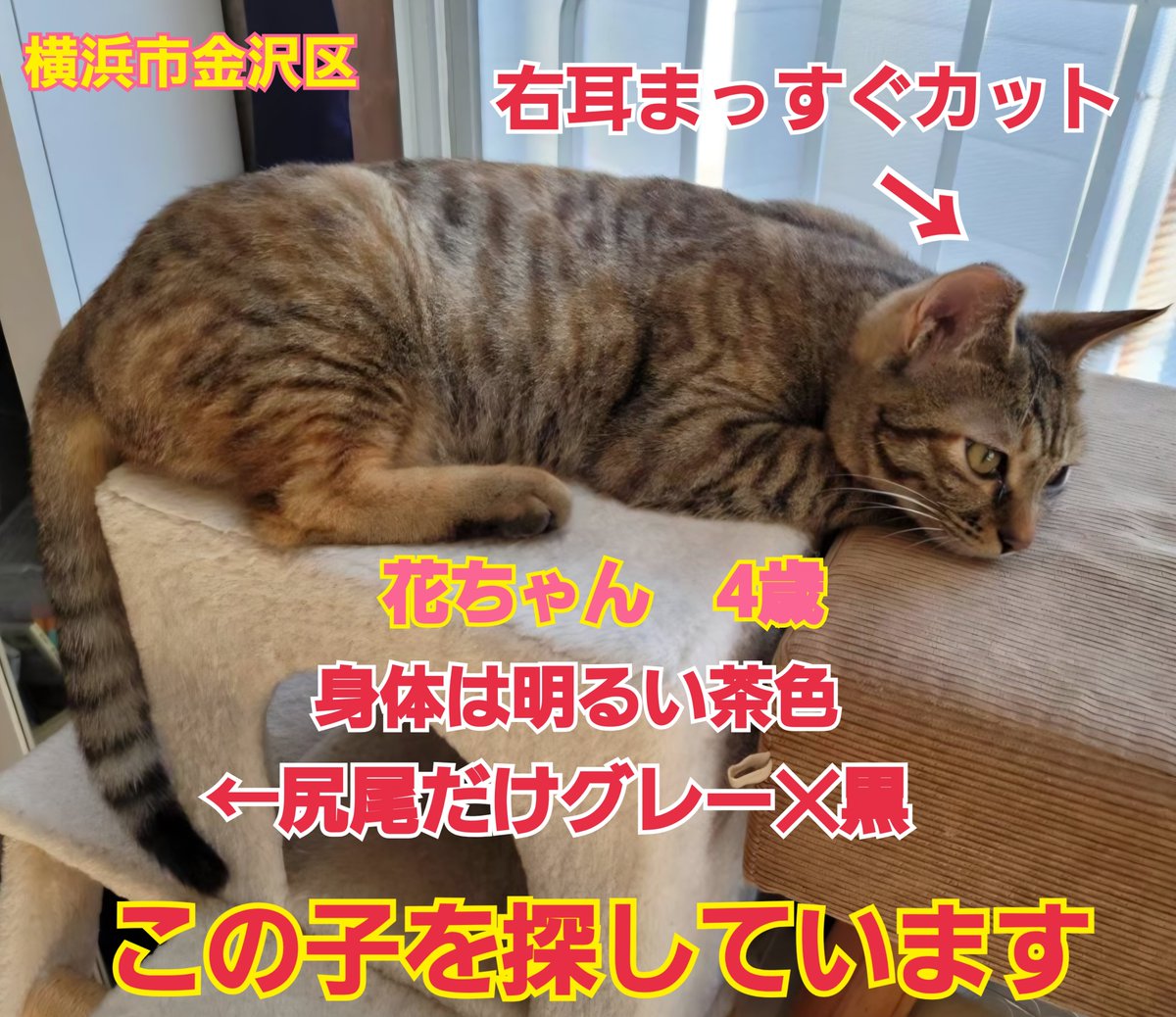 squirrelemi's tweet photo. 猫を探しています。花ちゃん4歳。右耳まっすぐカット、身体は明るい茶色ですが長い尻尾は色が違いグレー✕黒の縞々模様です。2024年4月11日横浜市金沢区富岡東の自宅から私の不注意で外に出てしまい迷子のままです。些細な情報でもありましたら教えてください。
#猫を探しています
#拡散希望
#よこかな https://t.co/H2DwwYeuSG