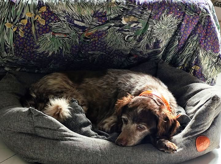 Luca_15_5's tweet photo. 🆘🆘🆘
Il suo proprietario non c'è più 
E' adozione del cuore
13 anni, taglia medio piccola 12 kg
Raco non chiede niente, qualche coccola e un cuscino morbido
Va d'accordo con i cani ed è compatibilissimo anche con i gatti🥰
Su Wapp mandate presentazione al
334 961 0787 
Forza!💟 https://t.co/q1gV9D20Xq