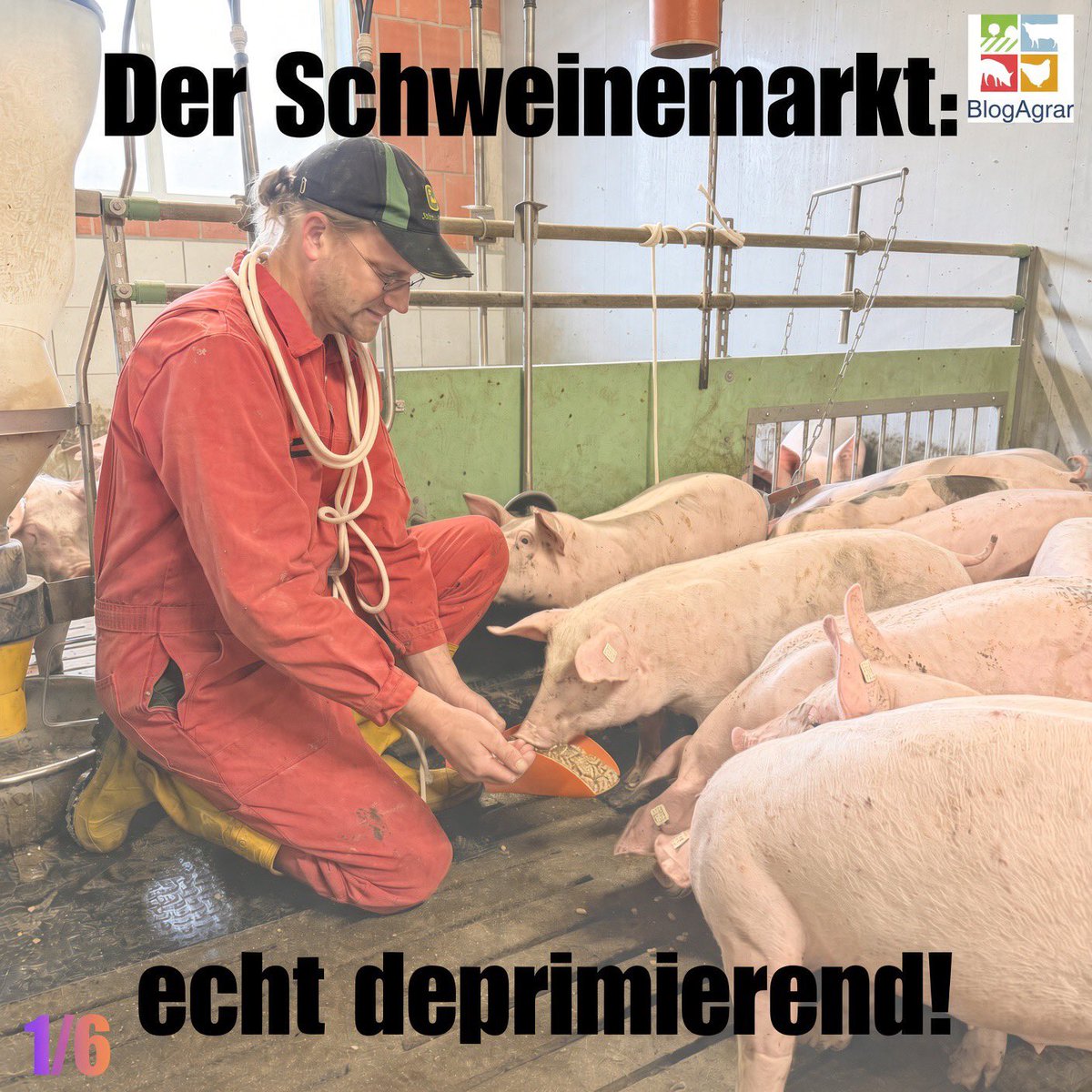 BlogAgrar's tweet photo. Der Schweinemarkt aktuell: echt deprimierend.
Schwankende Märkte kenne ich. Aber dass selbst ITW-Schweine (Haltungsstufe 2) gerade schwer zu vermarkten sind, zeigt wieder: Im Zweifel zählt am Ende nur der Preis.
Keine Verbraucherschelte – ich verstehe jeden, der preisbewusst einkauft.
Trotzdem eine Bitte 👇
#Schweinepreis #ITW #Landwirtschaft #BlogAgrar