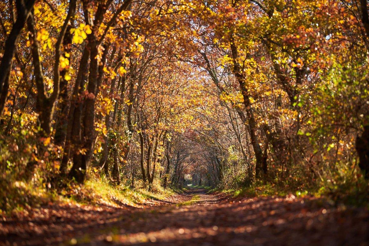 ColoursofIstria's tweet photo. Autumn in northwestern Istria is found in the little things. 🍂🍁
A mushroom appearing between blades of grass. Mandarins and persimmons ripening in the garden. The first roasted chestnuts. Forest paths turning amber, while the sea stays impossibly blue. https://t.co/NWSTFvesrA