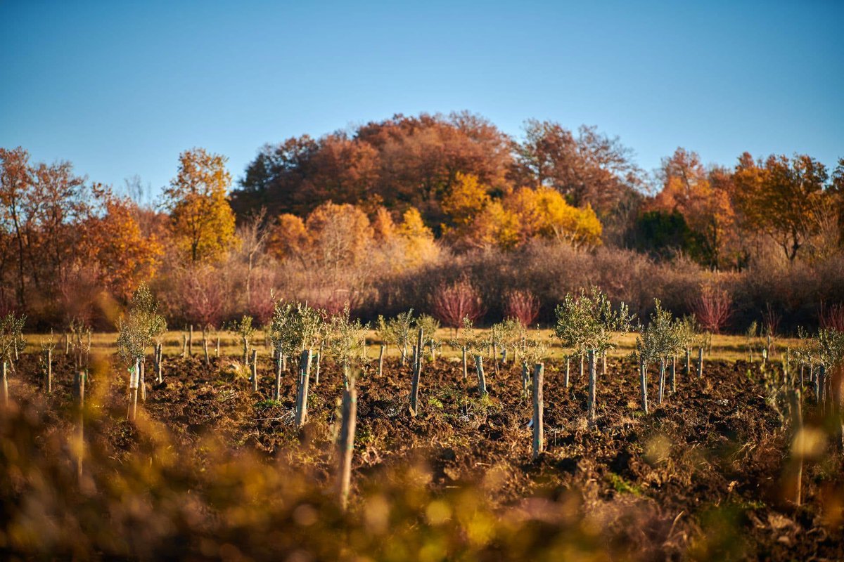 ColoursofIstria's tweet photo. Autumn in northwestern Istria is found in the little things. 🍂🍁
A mushroom appearing between blades of grass. Mandarins and persimmons ripening in the garden. The first roasted chestnuts. Forest paths turning amber, while the sea stays impossibly blue. https://t.co/NWSTFvesrA