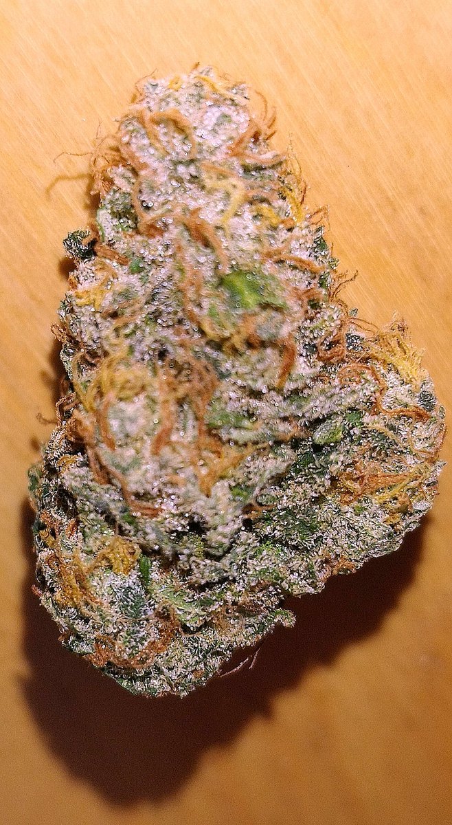 StarboiKane's tweet photo. @cooncatcrazy Best visual indication to me for high potency is the 'shine' of a bud after curing. It tells u that trichomes are mostly intact and packed with cannabinoids. A bud can still look fully caked and have most its trichome heads removed. Just postet about this a few days ago. https://t.co/cFQTv3ewSm