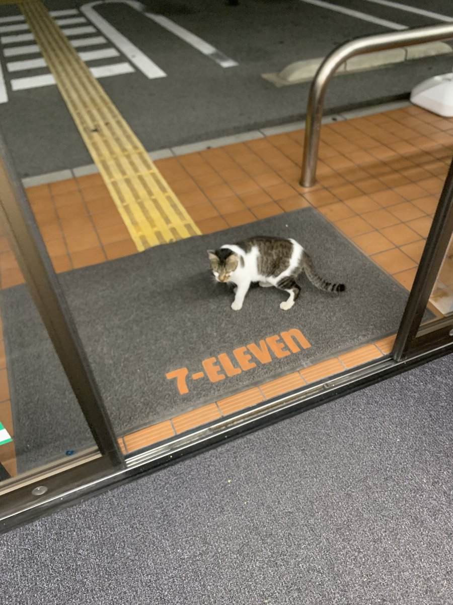 AKBno3btakamina's tweet photo. こないだ仕事帰りにコンビニ寄ったら猫がおって人懐っこいから飼い主とはぐれたんちゃんと思い110番して保護してもらい次の日警察から連絡来て届出はないし今日中に飼い主見つからなければ保健所と言われたから連れて帰るといい家族になった！君は雄でセブンイレブンで出会ったからナナオです https://t.co/hk9KjNO5Yp
