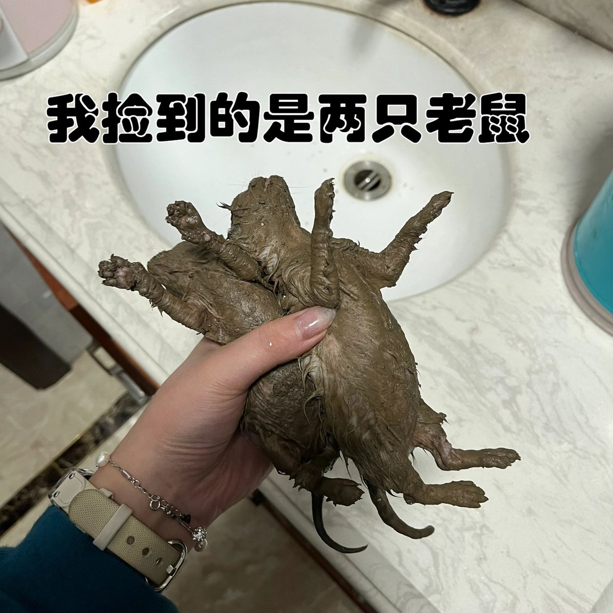 imharrychan's tweet photo. ネズミに房総のホタルを投げつけるな！無駄な行為はやめろ， https://t.co/fgGV8dlsID