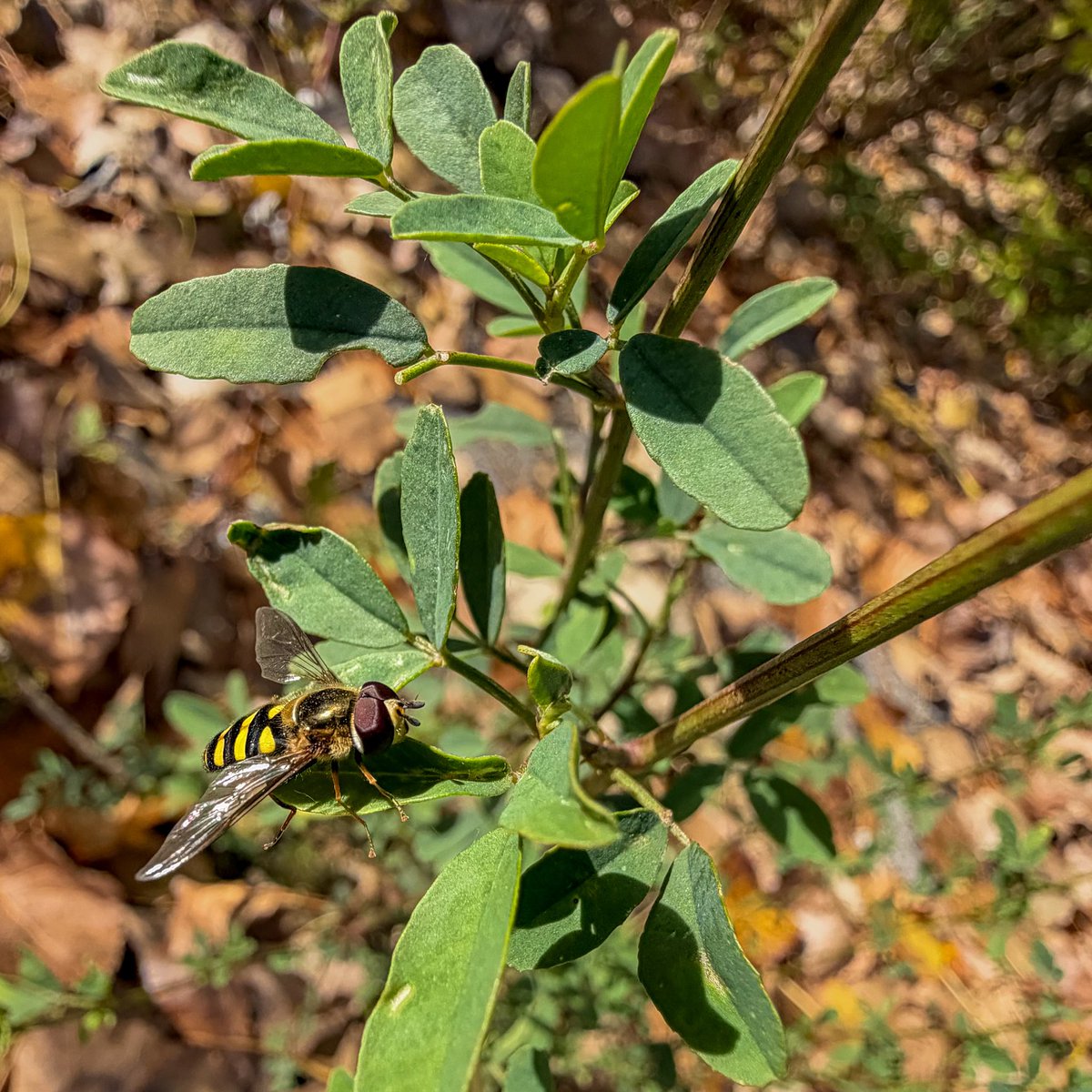 hellosaurav's tweet photo. Spending some time with the locals today. These little visitors always make the garden feel alive. ✨
#GardenLife #Pollinators #NaturePhotography #Hoverfly #Bees #BackyardNature #MacroPhotography #iPhone18ProMax #SAURAVphoto https://t.co/ckVMxupQ4Q