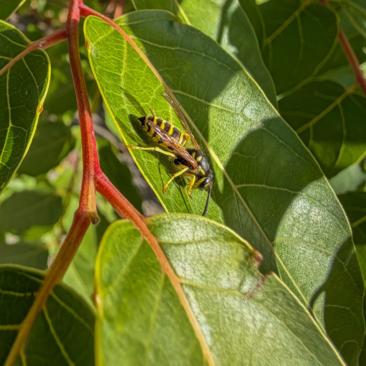 hellosaurav's tweet photo. Spending some time with the locals today. These little visitors always make the garden feel alive. ✨
#GardenLife #Pollinators #NaturePhotography #Hoverfly #Bees #BackyardNature #MacroPhotography #iPhone18ProMax #SAURAVphoto https://t.co/ckVMxupQ4Q