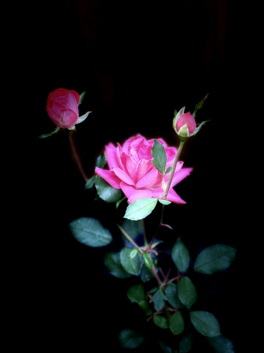 AnnMariSheerio's tweet photo. #FlowersOnFriday🖤🍃💖🍃🍃🍃 https://t.co/sCYAJviCkJ