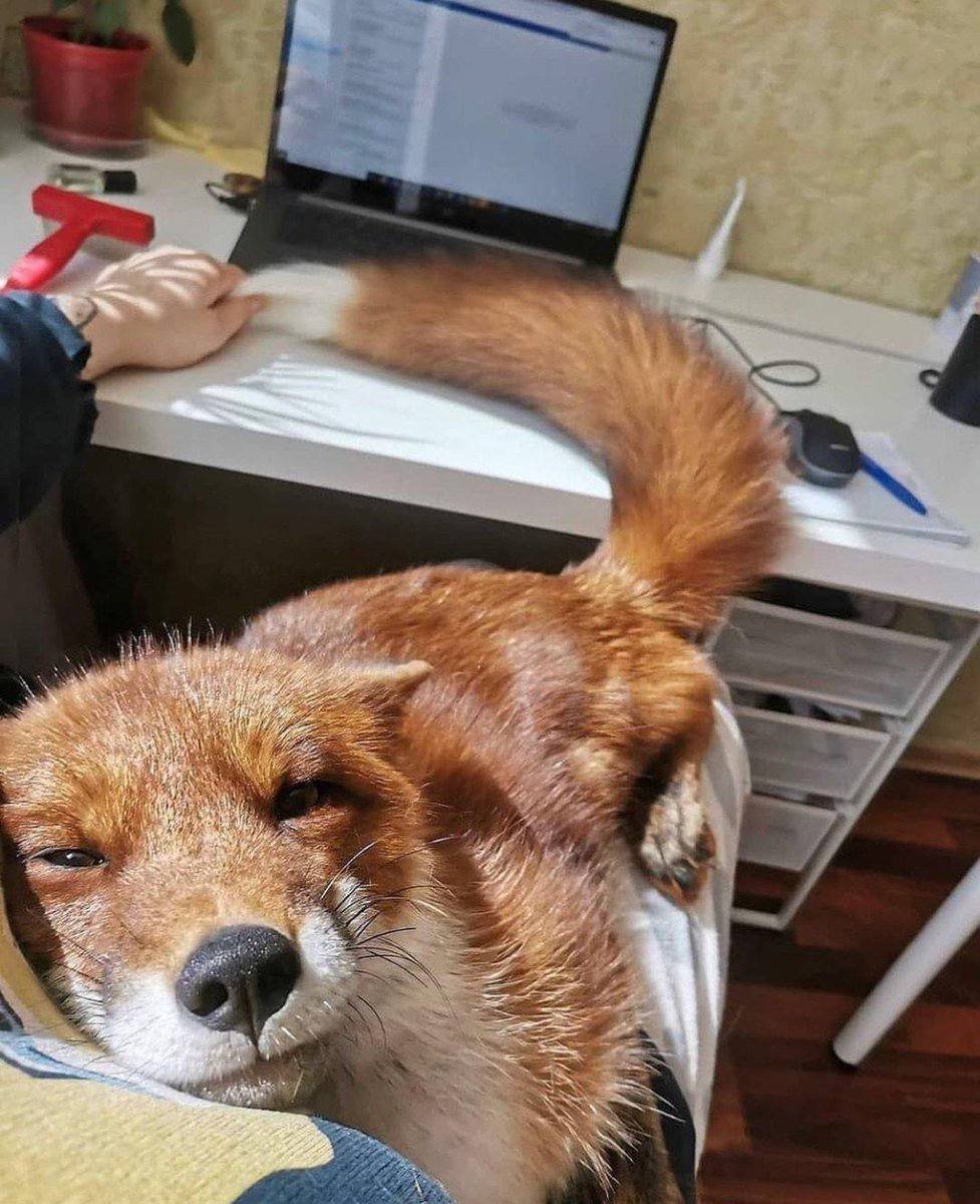 Joey_FS's tweet photo. Can I just sit on you like this while you work? https://t.co/eKN3qGHQae