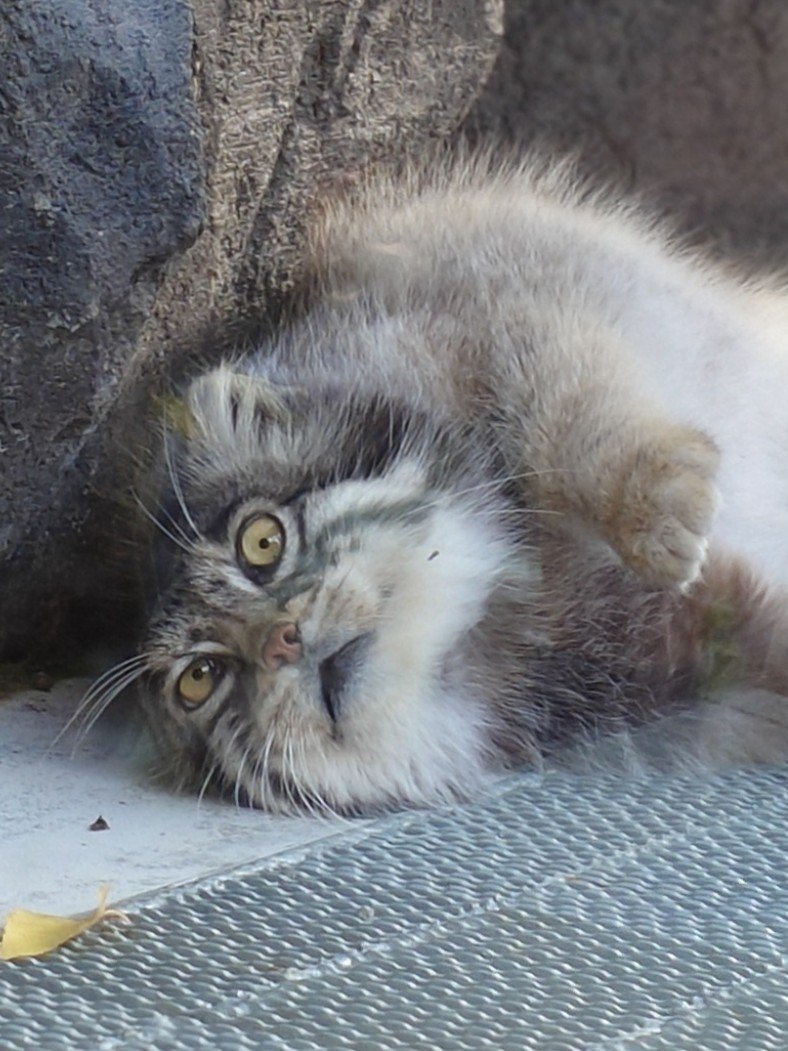 tamagorolev0820's tweet photo. ころんころんグルーシャ😺🐾✨️

#旭山動物園
#マヌルネコ
#グルーシャ https://t.co/j4ZoYZgSgg