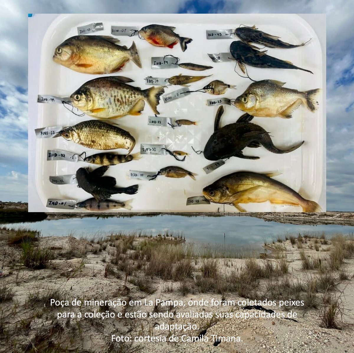 val_amazon's tweet photo. “Peixes amazônicos: conhecer para proteger, proteger para alimentar!”

Em uma Amazônia submetida a pressões ambientais cada vez maiores, uma iniciativa científica no Peru merece atenção especial. Pesquisadores da Universidade Nacional Amazônica de Madre de Dios organizaram a primeira coleção científica de peixes da região, reunindo cerca de 300 espécies, aproximadamente 40% da diversidade de peixes conhecida naquela bacia. Mais do que documentar a extraordinária biodiversidade amazônica, a coleção permite investigar as transformações provocadas pela mineração ilegal de ouro, que destrói ambientes naturais, altera ecossistemas aquáticos e representa uma grave ameaça de contaminação por mercúrio.

E há uma dimensão humana que não pode ser esquecida! Em muitos territórios amazônicos, o peixe é a principal fonte de proteína animal e de nutrientes essenciais. A degradação dos rios e a contaminação dos peixes comprometem não apenas a biodiversidade, mas também a alimentação, a saúde e a qualidade de vida de comunidades inteiras. A iniciativa peruana reforça algo que tenho destacado frequentemente: conhecer os peixes amazônicos é fundamental para compreender os impactos ambientais e proteger a segurança alimentar das populações.

É preciso fortalecer a pesquisa científica em toda a Pan-Amazônia, ampliar a cooperação entre instituições e transformar conhecimento em ações efetivas de conservação. Proteger os peixes é proteger os rios, a biodiversidade e as pessoas que deles dependem. Leia mais: Mongabay Latam — A primeira coleção científica de peixes de Madre de Dios (https://t.co/gdoZPt6A3G)

#Amazônia #PeixesAmazônicos #Biodiversidade #SegurançaAlimentar #Mercúrio #MineraçãoIlegal #Ciência #Conservação #PanAmazônia