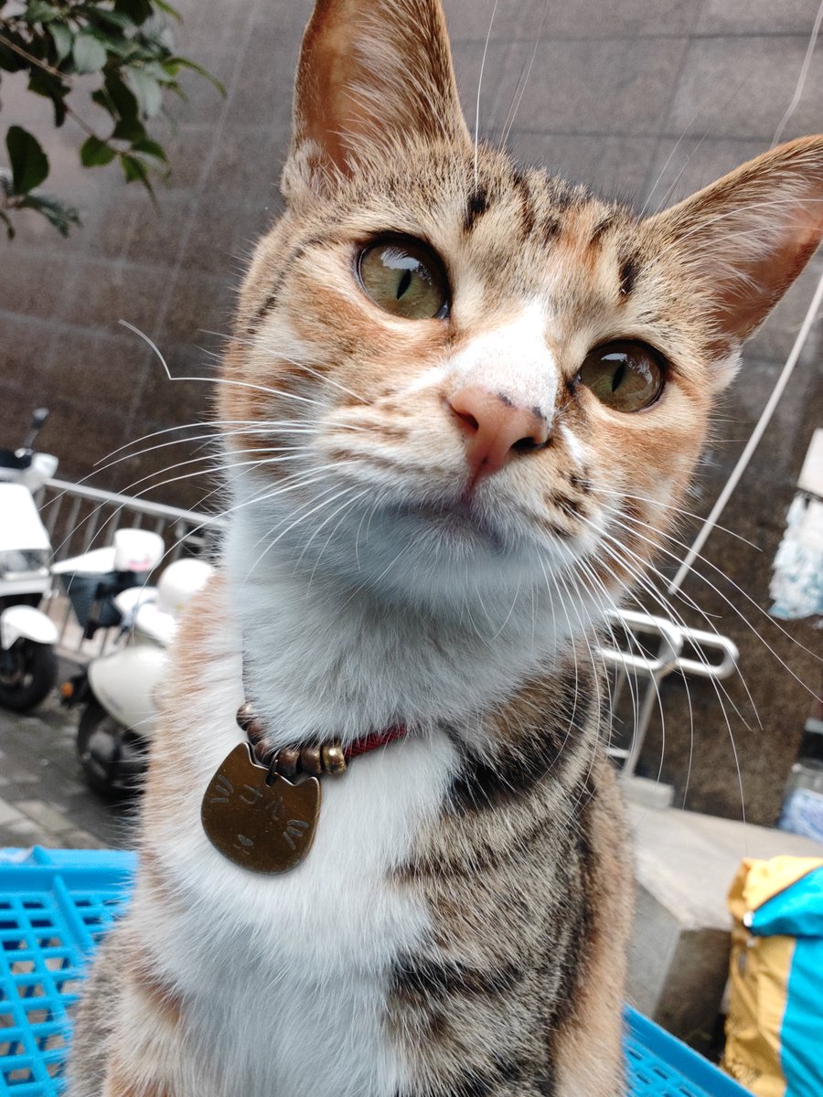Robincooltt's tweet photo. 小七你好可爱🐈🐈🐈 https://t.co/O3RRcSheyg