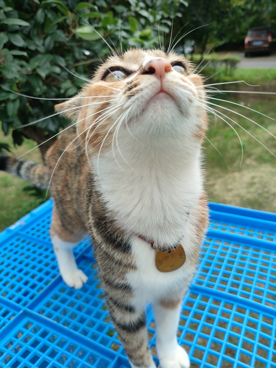 Robincooltt's tweet photo. 小七你好可爱🐈🐈🐈 https://t.co/O3RRcSheyg
