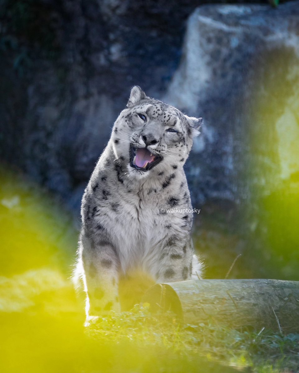 uasneppy's tweet photo. Happy Snow Leopard Day! https://t.co/svowirgPQt