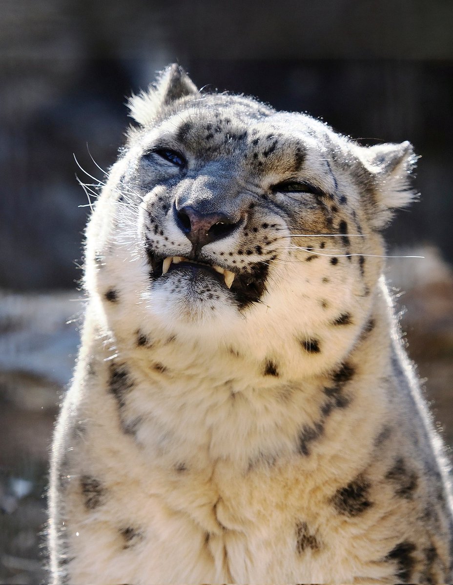 uasneppy's tweet photo. Happy Snow Leopard Day! https://t.co/svowirgPQt