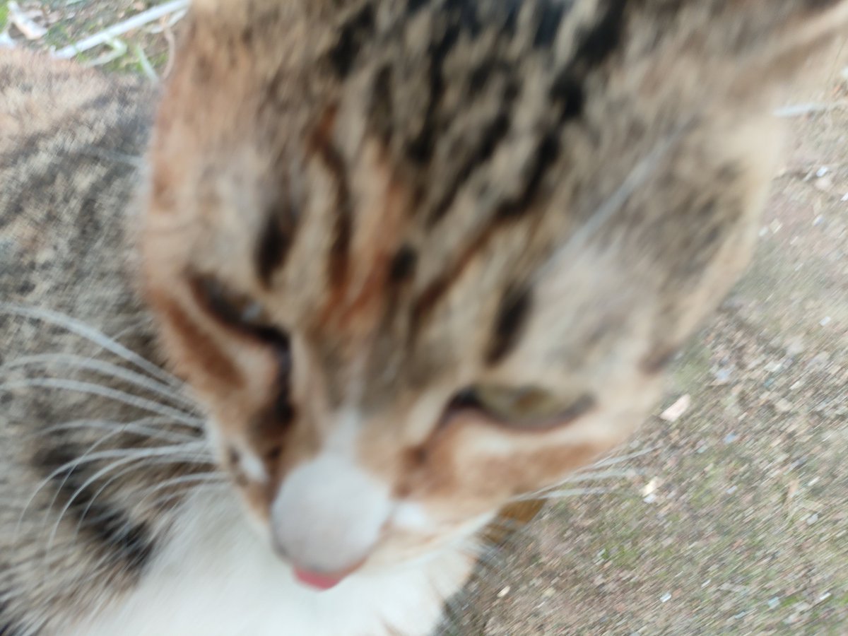 Robincooltt's tweet photo. 小七你好可爱🐈🐈🐈 https://t.co/O3RRcSheyg