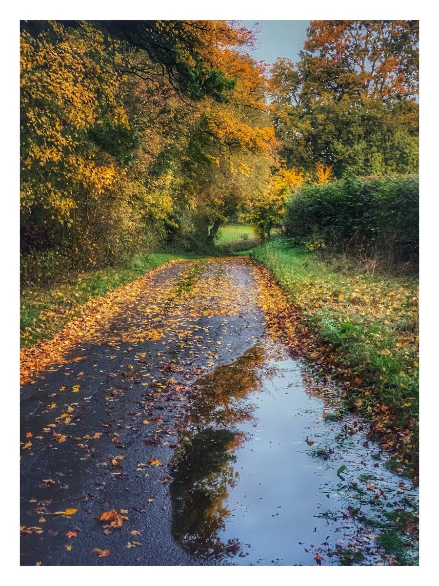 SolihullUpdates's tweet photo. Good Morning #Solihull, Happy #Friday!

It will be a windy and mostly cloudy day with outbreaks of rain. Downpours heavy and persistent at times. Highs of 12°C &amp; Lows of 7°C #StormAusten 

(Image: @No1GhostDog). https://t.co/dU6USJuvjS