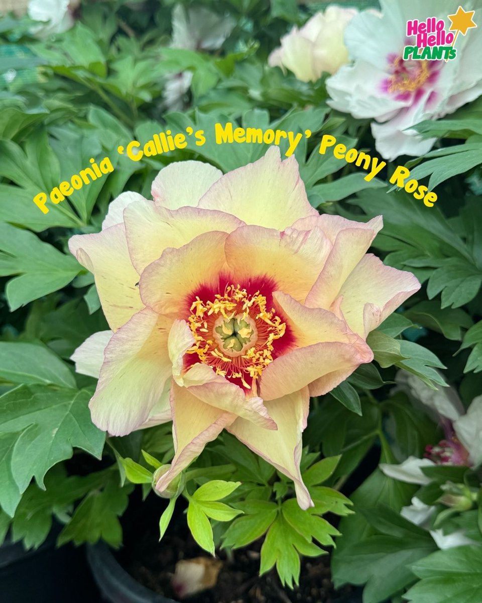 Hellohelloplant's tweet photo. 🌸 PEONY LOVERS, LOOK OVER HERE! 😍💕

Just LOOK at these gorgeous blooms! 🤩
We've got so many beautiful Peony varieties at Hello Hello Plants, each with its own stunning colours and charm! 🌺
🔗 https://t.co/8lxMXyppP4
#HelloHelloPlants https://t.co/QPyx2GwTsb