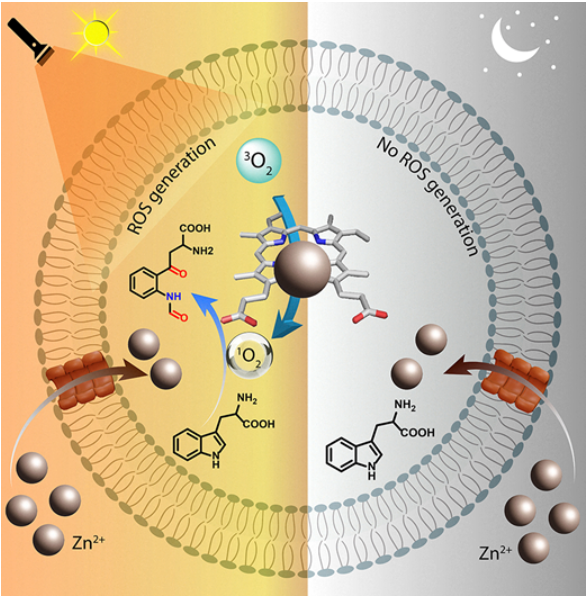 dm_iitg's tweet photo. Congratulations to @SoumyaSrimayee  for her publication in ChemComm in Jan 2026🎉Her work focuses on synthetic ionophores, supramolecular nanochannels, and Zn²⁺-mediated photoactive cascades for photoregulated molecular communication. https://t.co/Uym74ovpms