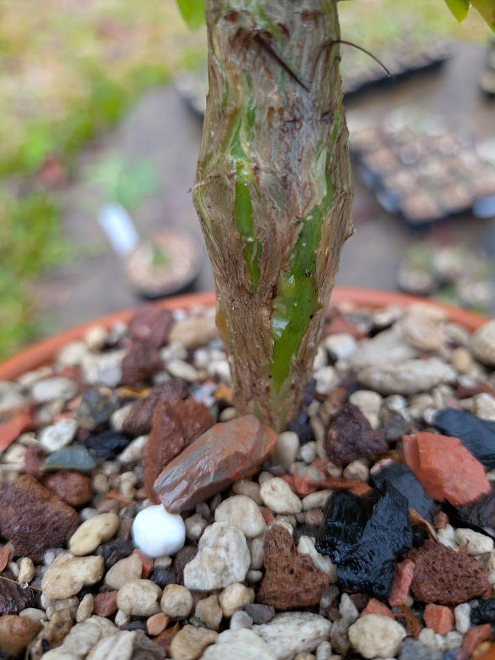 logcactus tweet picture
