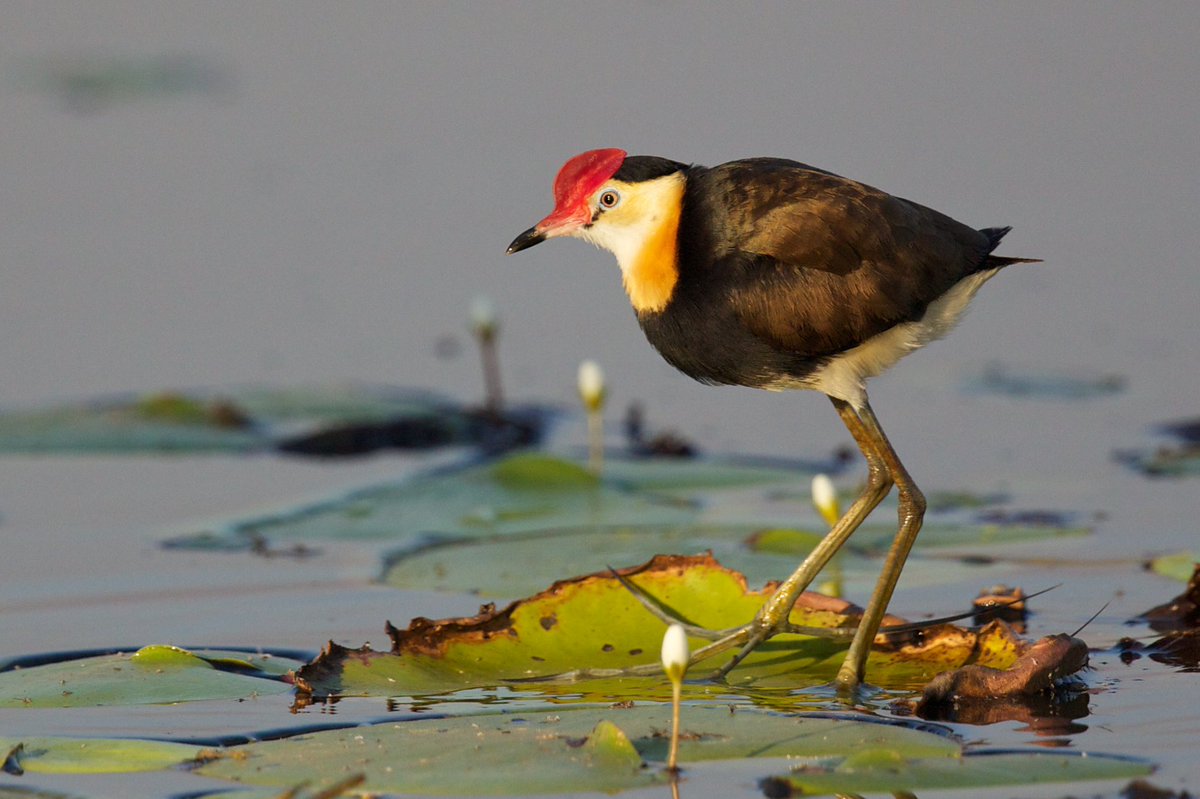The_Chidimma's tweet photo. The female jacana is a bird that has absolutely refused to suffer in the name of love.

The male builds a nest, she inspects it, and if it doesn’t meet her standards, she can move on to another male. Once she’s satisfied, she lays her eggs and leaves him to incubate them and raise the children.

Meanwhile, she’s off to find another man to do the same thing with.

And here’s the plot twist, DNA studies have shown that some of the chicks these males raise aren’t even theirs. Imagine spending weeks incubating eggs and raising children another man fathered.

The female is running a whole polygamous empire while the men are at home doing childcare.