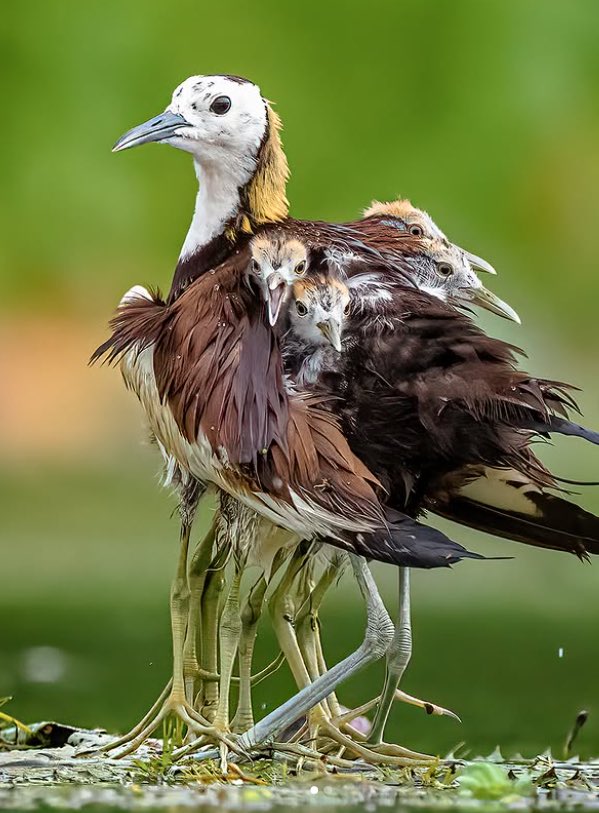 The_Chidimma's tweet photo. The female jacana is a bird that has absolutely refused to suffer in the name of love.

The male builds a nest, she inspects it, and if it doesn’t meet her standards, she can move on to another male. Once she’s satisfied, she lays her eggs and leaves him to incubate them and raise the children.

Meanwhile, she’s off to find another man to do the same thing with.

And here’s the plot twist, DNA studies have shown that some of the chicks these males raise aren’t even theirs. Imagine spending weeks incubating eggs and raising children another man fathered.

The female is running a whole polygamous empire while the men are at home doing childcare.