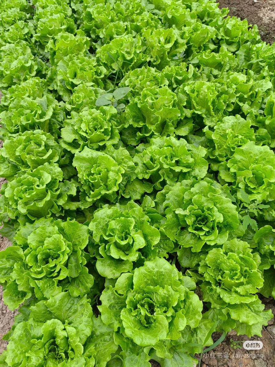 hsminn0812's tweet photo. 最近見つけた野菜に才次蚜がいた 初めて見た害虫だけど、適切な対処すれば大丈夫そう！ https://t.co/HnIN3CPWbo