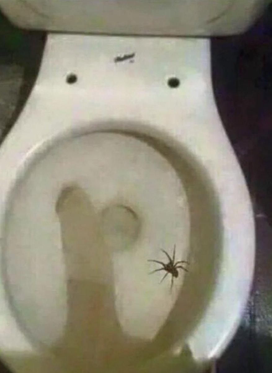 Riztheoracle's tweet photo. Met so many great people in space.

The biggest reason I hear that people won’t visit Australia is that they’re worried of the wild life, especially the spiders.

Don’t worry, they don’t get much bigger than this!!! https://t.co/1PF3K254Bc