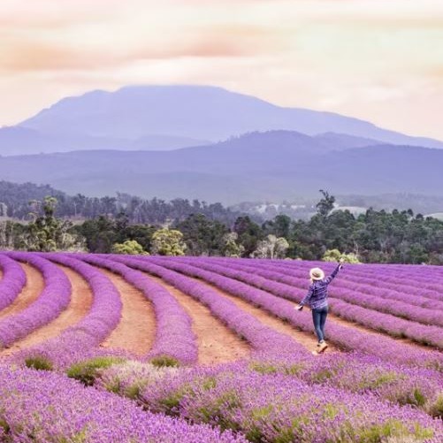 pizzas14's tweet photo. Tasmania for solo travellers: an 11-night APT journey with no more than 30 guests. Explore Hobart, Cradle Mountain, Launceston and Bicheno, with your own room, 23 meals and every detail taken care of. From $11, 795. Departures Feb or Apr 2027. https://t.co/wrs8QAaw7K