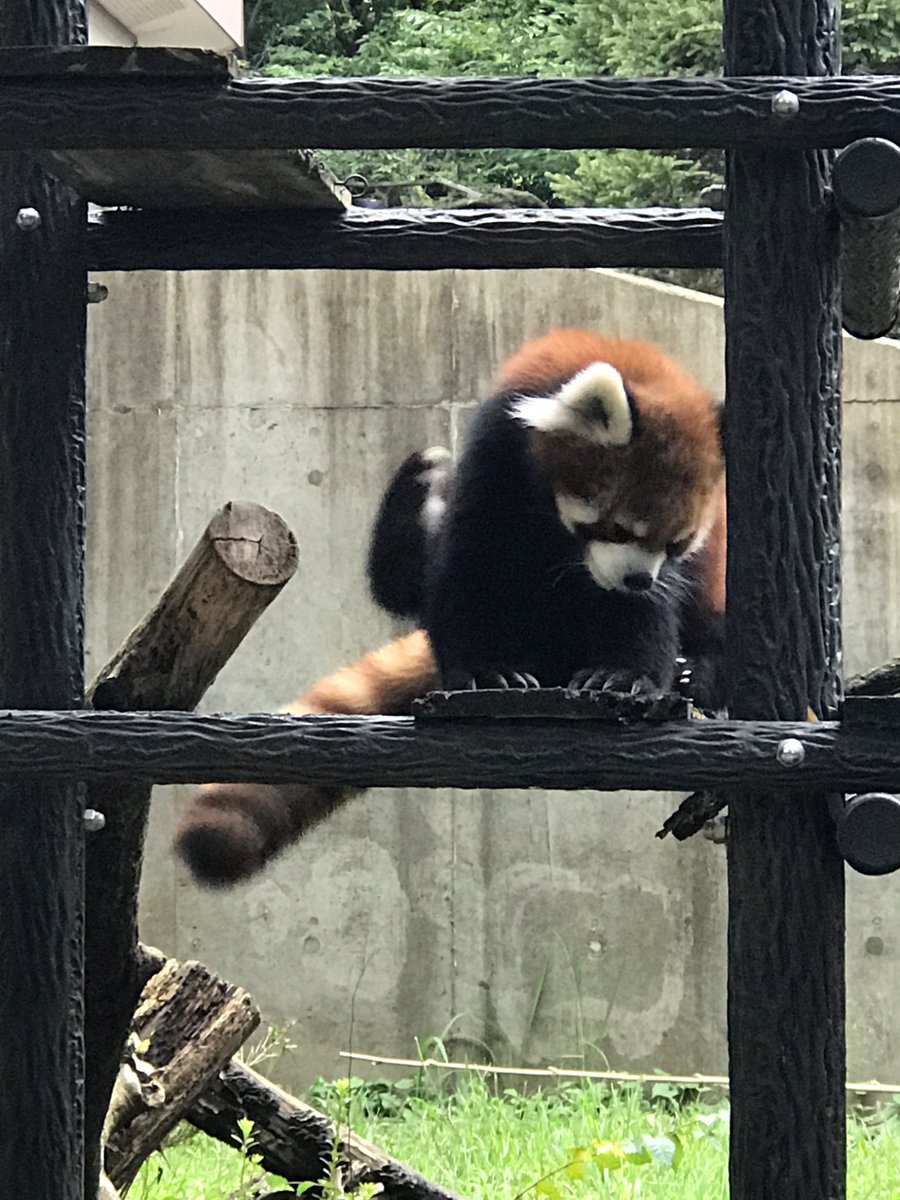 take___PARK's tweet photo. こんばんは🌓　
竹ノ塚店長のサーチK🔦です。

癒しを求めて動物園へ…🚶
意外と歩くので健康にもいい感じ
に作用しそうな手応えアリ💪

マイフェイバリット動物はやはり
この2種。ハシビロコウとみんな
大好きレッサーパンダ✨

レッサーパンダは言わずもがな、
ハシビロコウは…仏像とか神社が
好きな人にオススメ。動かない
事��の如し、忍耐が必要です。
かわいさと意外性、どちらが
お好きでしょうか？

さあ、明日もサーチ、サーチ🔍です！

#毎日探セ 
#毎日エンタメ 
#だけじゃない