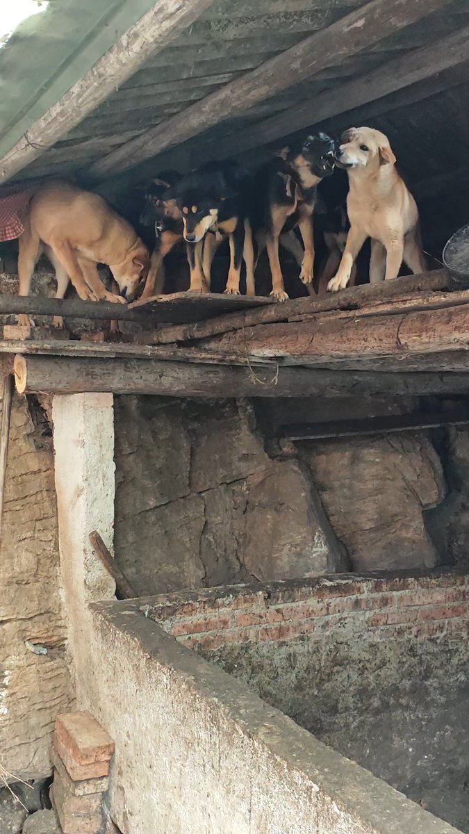 grimaero's tweet photo. [工房で吠える犬に、苫で覆った再びの朝]， https://t.co/CzQ39zRimx