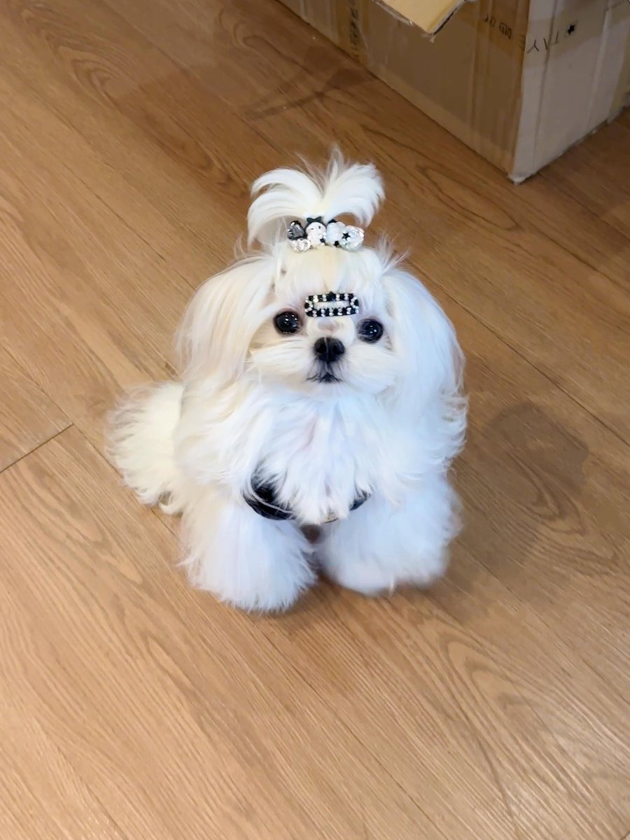yue_yue89hf's tweet photo. 今日の小さな天使ちゃん👼
 ふわふわの真っ白な毛並みに、かわいい髪飾りまでつけていて、本当にたまらないね！
こんなにかわいいお顔で見つめられたら、どんなことでもつい許しちゃいそうだね🥹 https://t.co/gjbekvqrmS
