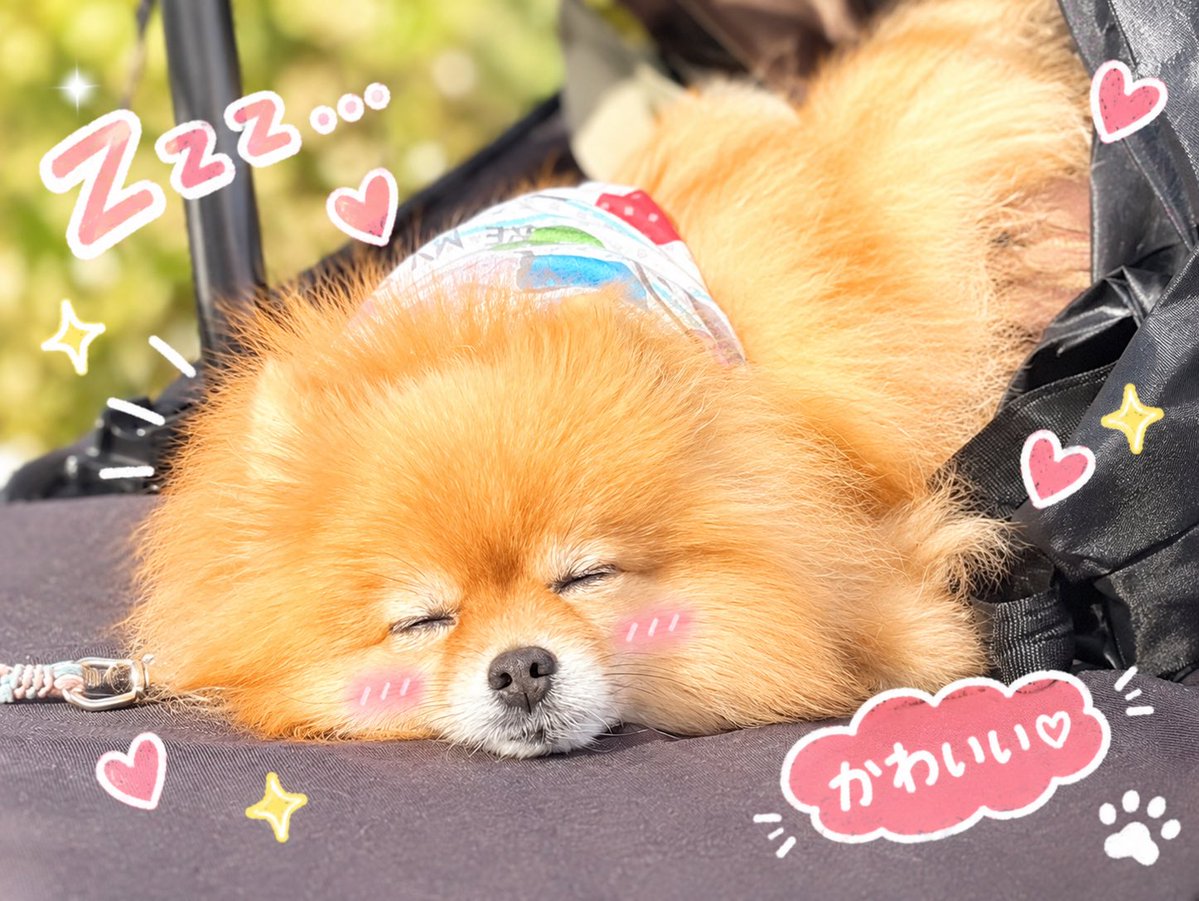 4clover_ayap's tweet photo. 可愛すぎる♡ https://t.co/FlDjEzbhab