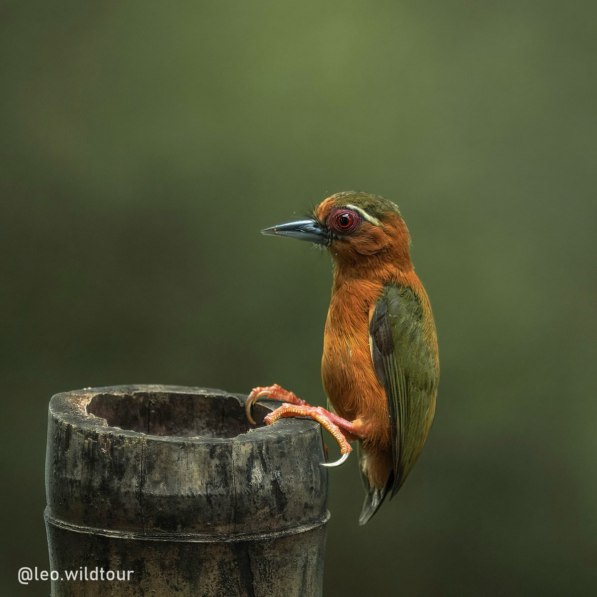 chavitaguevara's tweet photo. You don’t need a forest trip to find wildlife. This White-browed Piculet, Vietnam’s smallest woodpecker, is barely larger than a sparrow but built to climb trunks and hunt insects. Even an ordinary garden can shelter extraordinary life. https://t.co/wMhqLY7A69