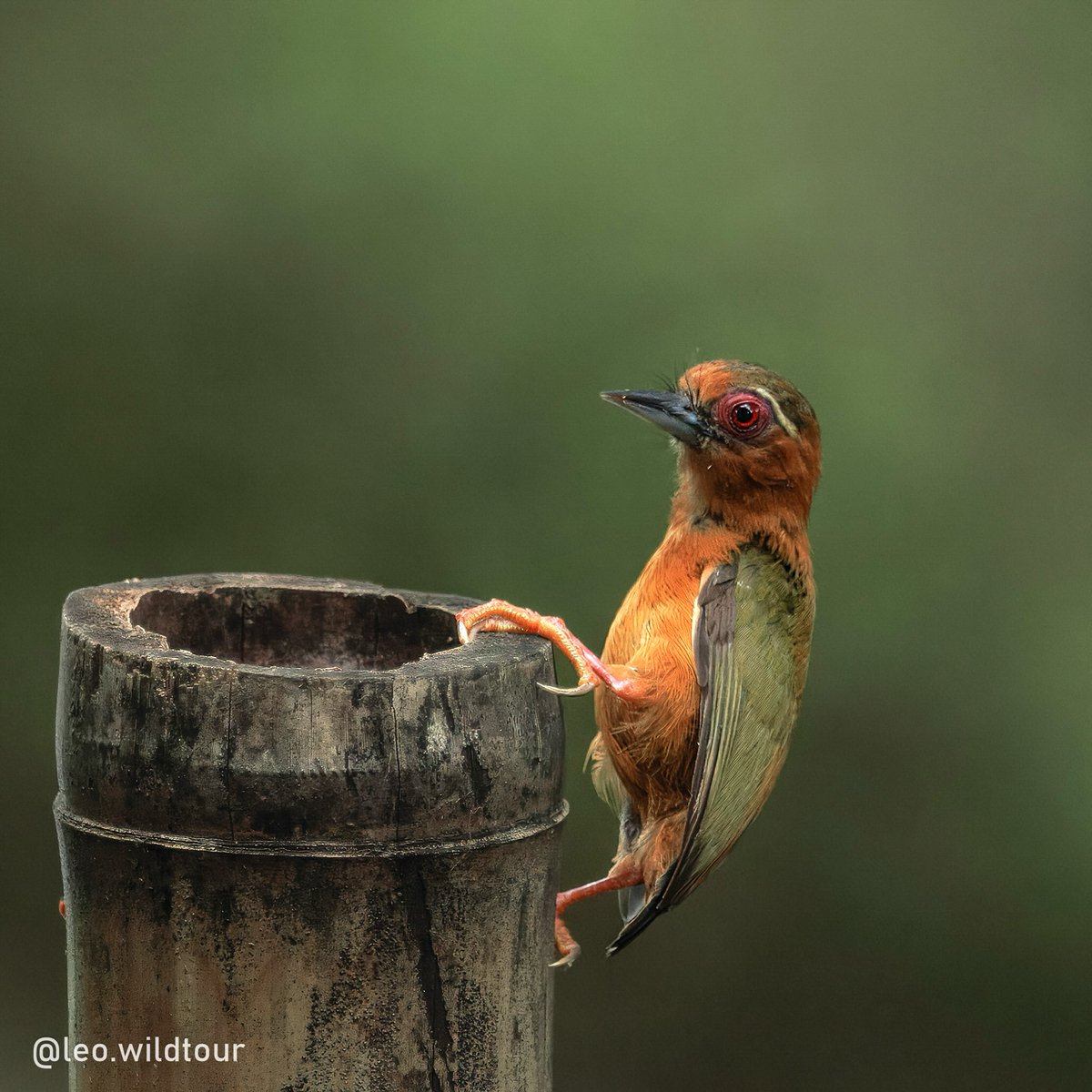 chavitaguevara's tweet photo. You don’t need a forest trip to find wildlife. This White-browed Piculet, Vietnam’s smallest woodpecker, is barely larger than a sparrow but built to climb trunks and hunt insects. Even an ordinary garden can shelter extraordinary life. https://t.co/wMhqLY7A69
