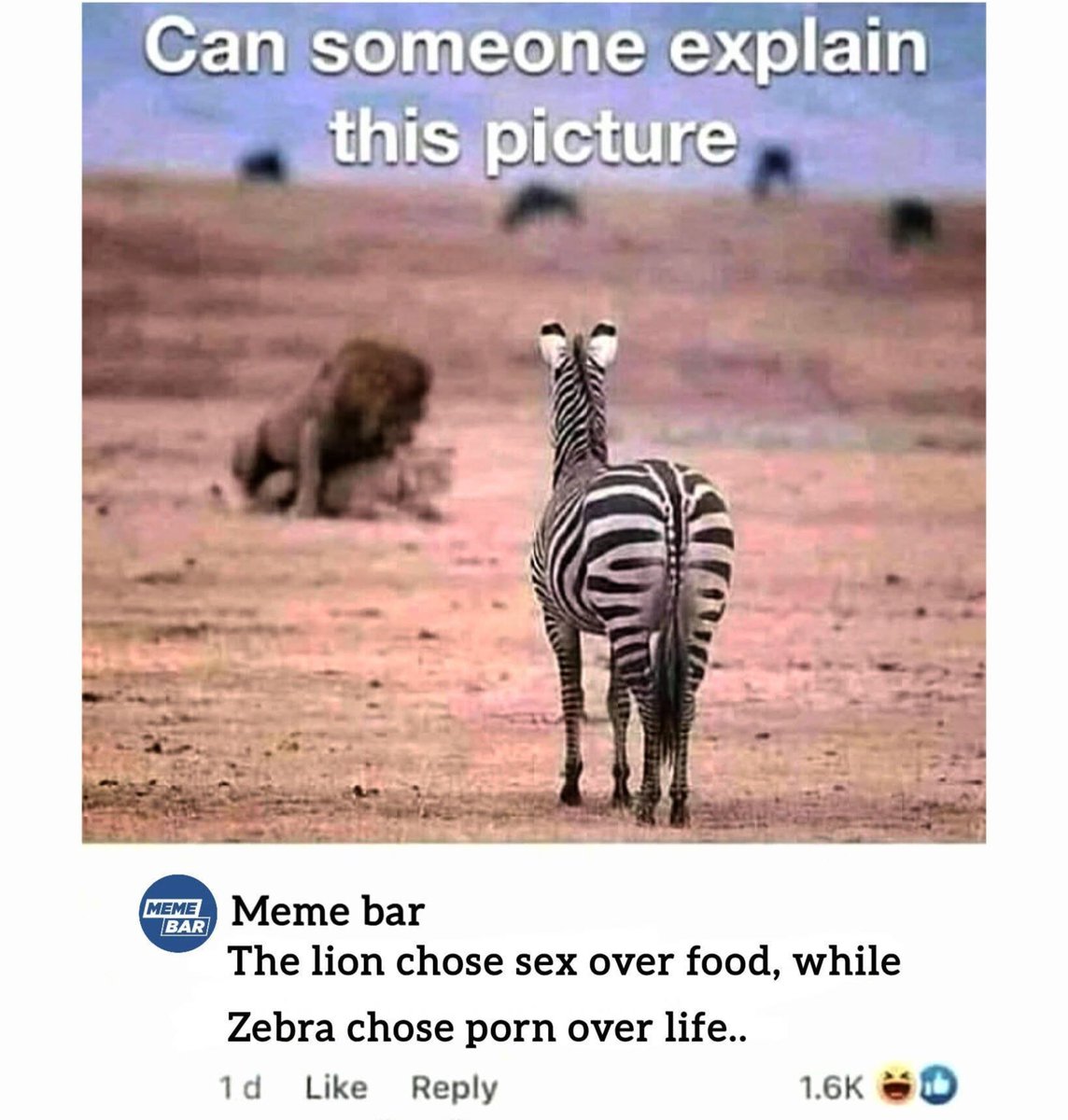 ultimateemaster's tweet photo. Zebra found watching premium live Corn video 😂😂 https://t.co/4HP1TSymZC