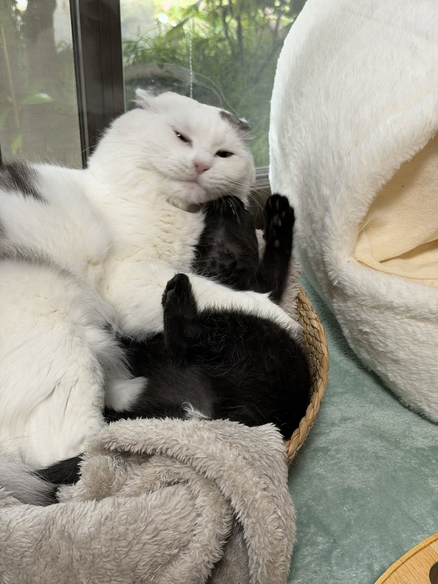 timicyo's tweet photo. ねこさんバブちゃんの寝かしつけ失敗 https://t.co/dWfMEwys3c