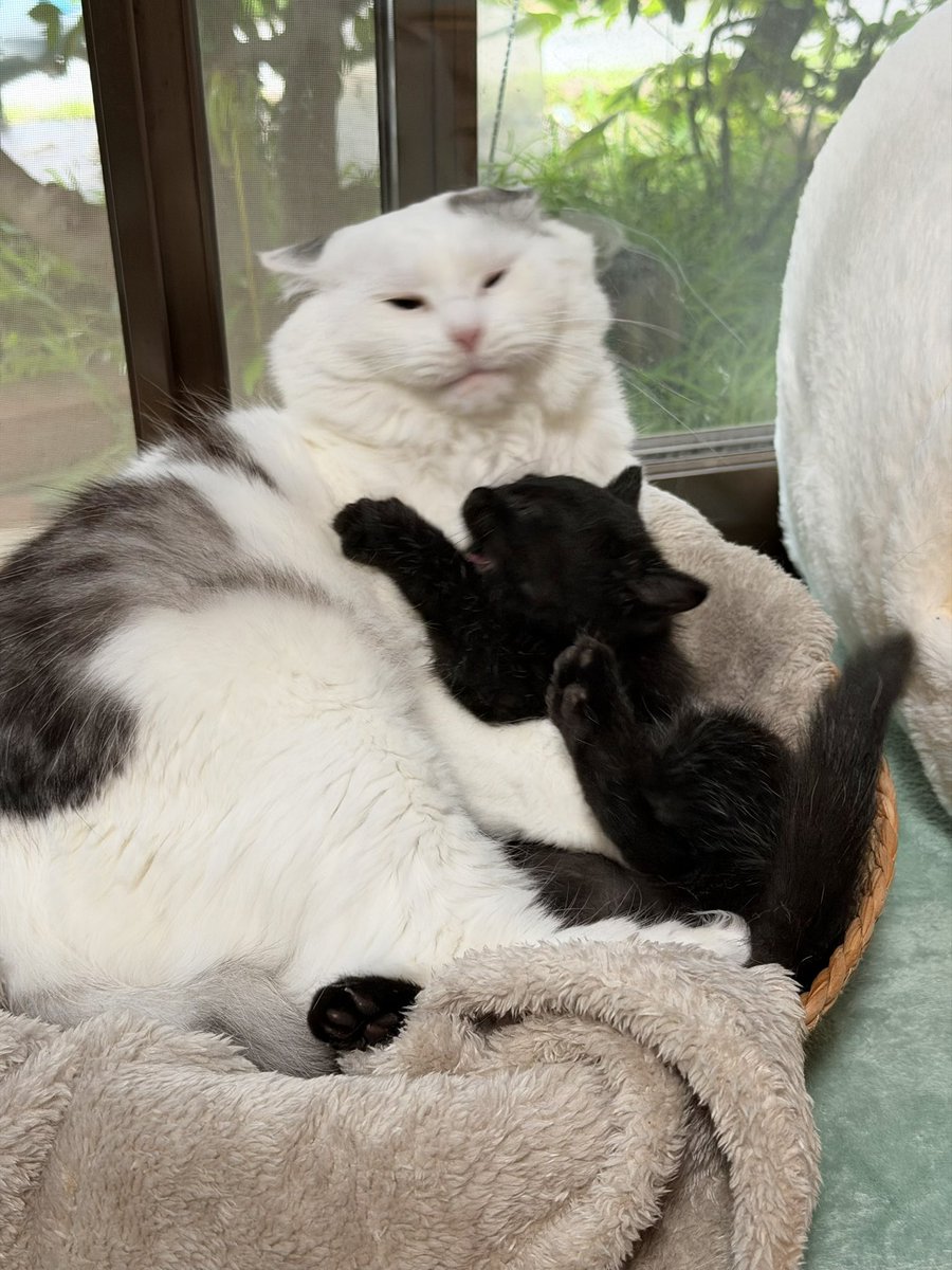 timicyo's tweet photo. ねこさんバブちゃんの寝かしつけ失敗 https://t.co/dWfMEwys3c