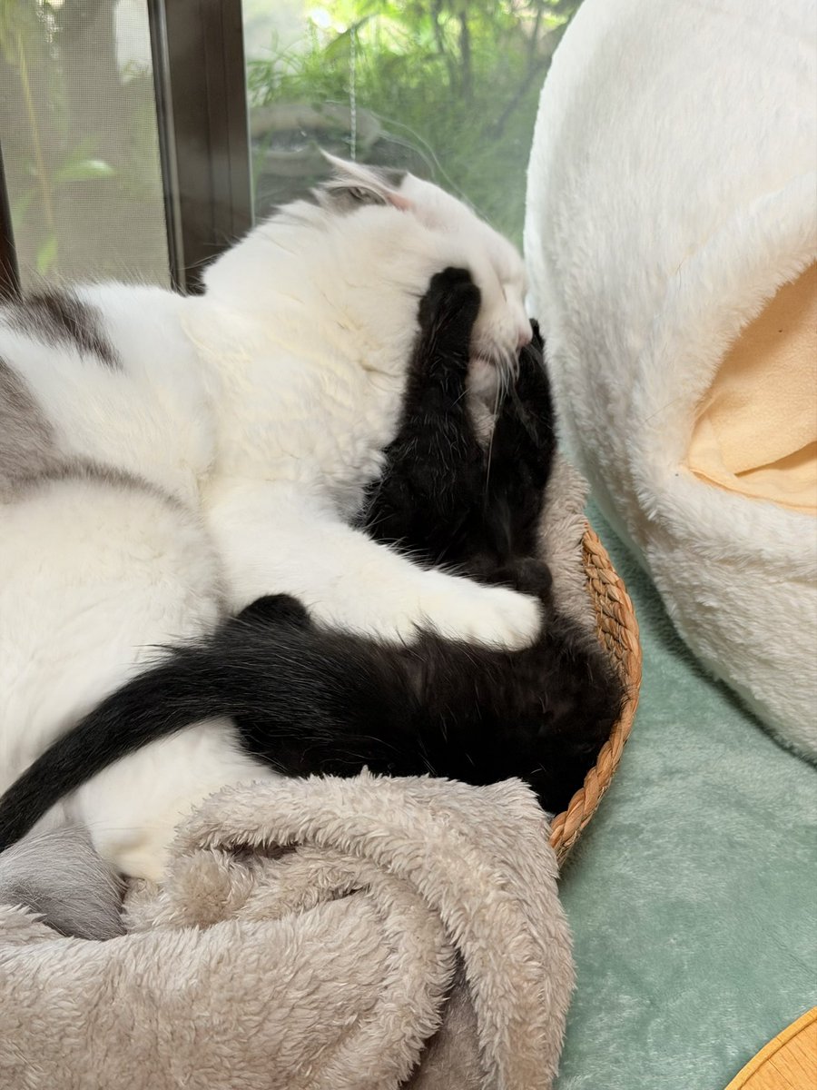 timicyo's tweet photo. ねこさんバブちゃんの寝かしつけ失敗 https://t.co/dWfMEwys3c