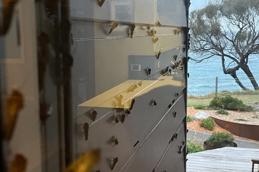 NaturellScience's tweet photo. Australia’s sky looked rainy - but it was millions of moths

Weather radar images showed apparent rain despite clear skies. 
Huge swarms of migrating Bogong moths were reflecting radar signals. https://t.co/0BvaTY6foH