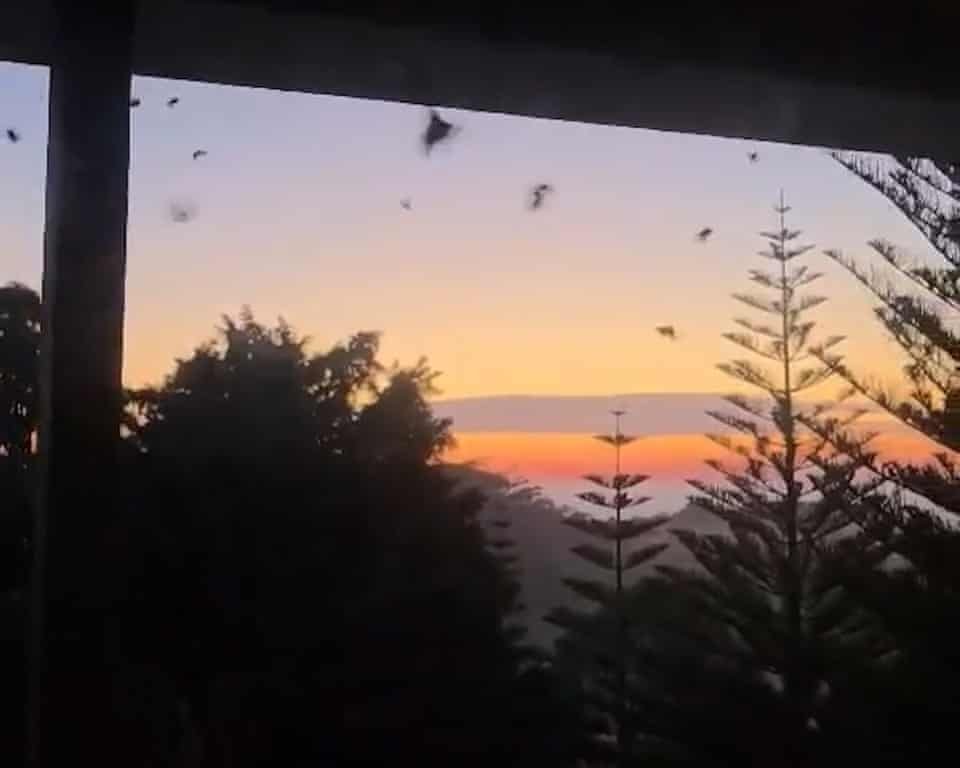 NaturellScience's tweet photo. Australia’s sky looked rainy - but it was millions of moths

Weather radar images showed apparent rain despite clear skies. 
Huge swarms of migrating Bogong moths were reflecting radar signals. https://t.co/0BvaTY6foH
