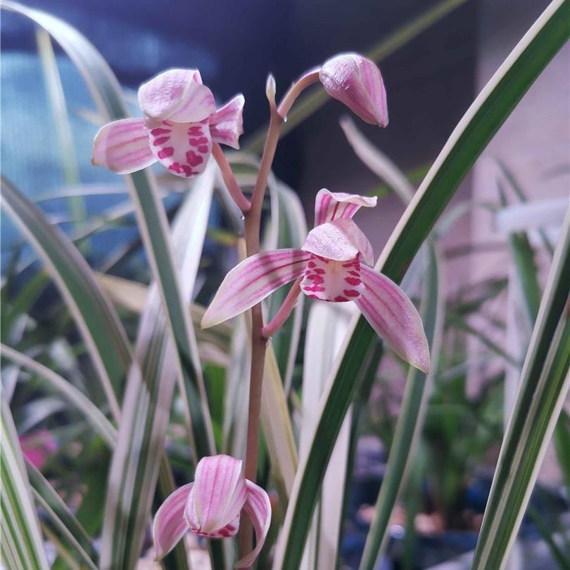 aandyjp's tweet photo. [カラフルな花が華やかに咲く季節、手首に付けた華やかなブレスレットが、少しの喜びを運んでくれる。今日も小さな幸せを見つけよう！]， https://t.co/lEJuLbVUsd