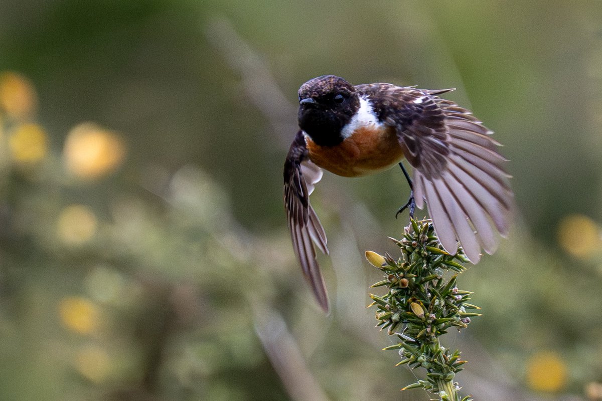 HACPIX's tweet photo. Stonechat  are very common residents in #Chistchurchharbour #Dorset area. And very obliging to photographers! @chog_nature @photobnk @BTO_Dorset @SightingDOR @Natures_Voice @birdingforall https://t.co/s2UcxnP6xW