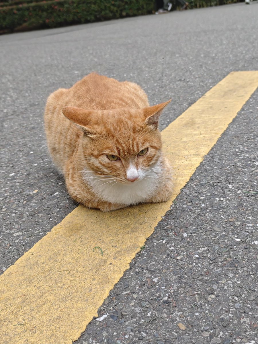 WorldAnimajop4's tweet photo. Car parking https://t.co/54Zg0HgccG